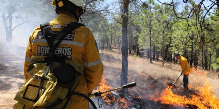 Brigadas forestales liquidan 8 incendios: Cofom