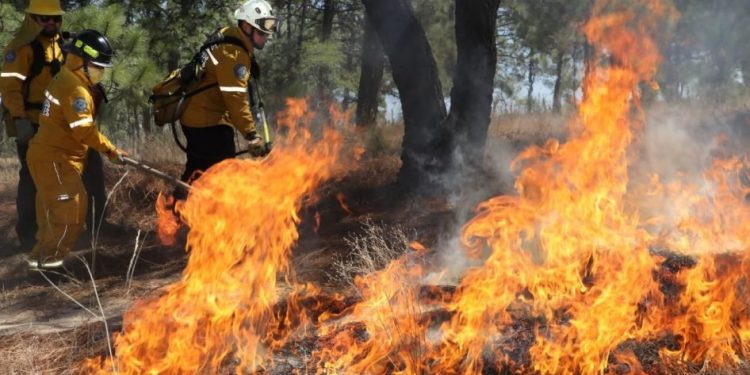 Extinguidos 7 incendios forestales: Cofom