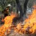 Extinguidos 7 incendios forestales: Cofom