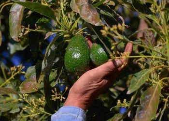 Más de 10 mil productores agropecuarios beneficiados con Plan Michoacán: Sader