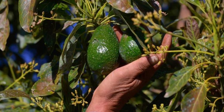 Más de 10 mil productores agropecuarios beneficiados con Plan Michoacán: Sader