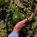 Más de 10 mil productores agropecuarios beneficiados con Plan Michoacán: Sader