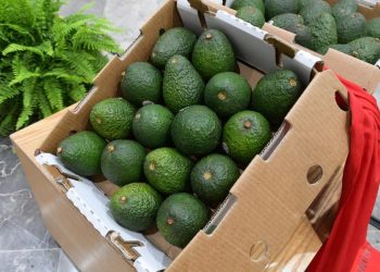 Michoacán va por la protección total de su aguacate: Sedeco