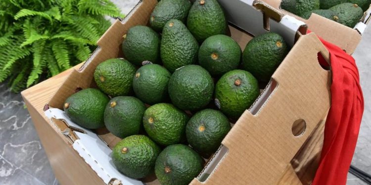 Michoacán va por la protección total de su aguacate: Sedeco
