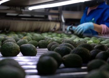 ProForest garantiza que el aguacate que llega a las mesas está libre de deforestación