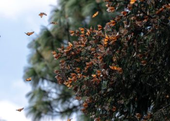 Guardián Forestal, escudo de la Mariposa Monarca en Michoacán: Secma