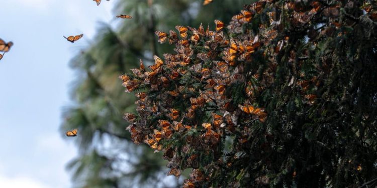 Guardián Forestal, escudo de la Mariposa Monarca en Michoacán: Secma