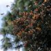 Guardián Forestal, escudo de la Mariposa Monarca en Michoacán: Secma