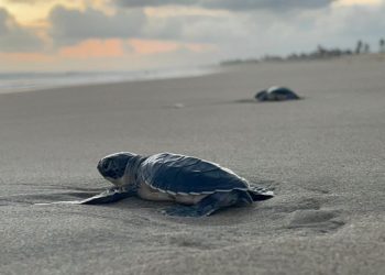 Aún estás a tiempo para ir a liberar tortugas en las playas de Michoacan