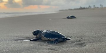 Aún estás a tiempo para ir a liberar tortugas en las playas de Michoacan