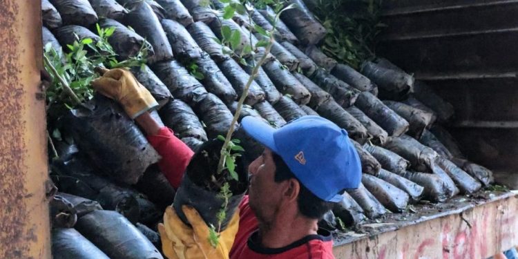 Impulso histórico al limón michoacano; avanza renovación de huertas en Tierra Caliente
