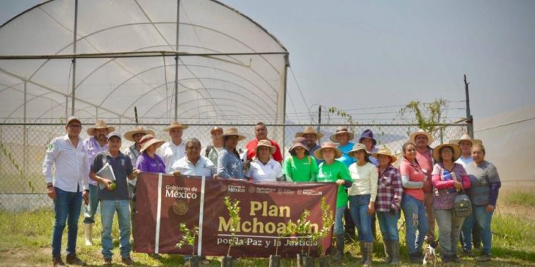 ¡Líder nacional! Michoacán supera el millón de toneladas de limón al año: Bedolla